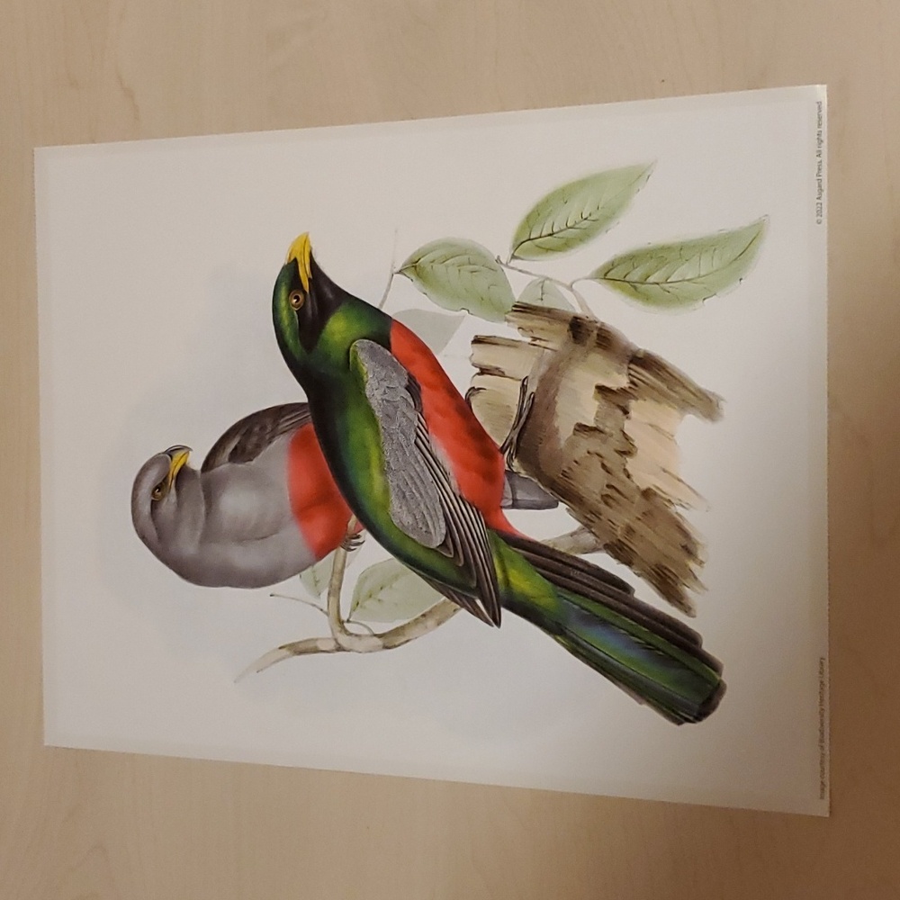 Trogon Massena Poster by John Gould